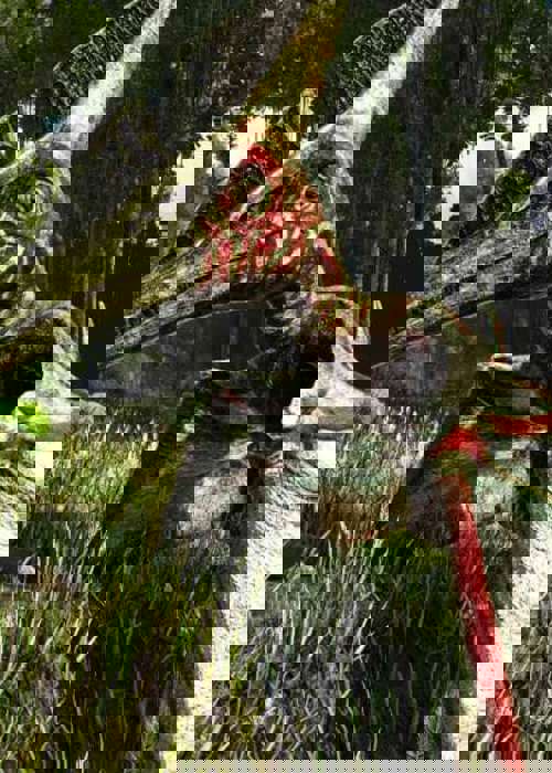 How To Tame A Pteranodon In ARK Survival Evolved