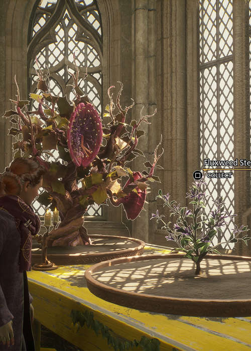 How to get Fluxweed Stem in Hogwarts Legacy