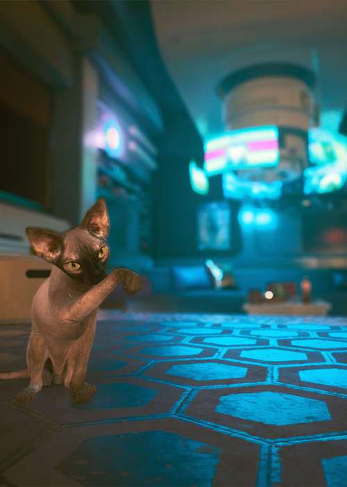 Cyberpunk 2077 Nibbles: How To Get Your Very Own Future Cat