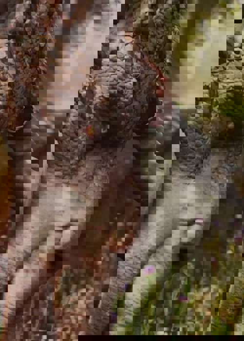 Hogwarts Legacy Release Date, Gameplay Trailers, And Platforms